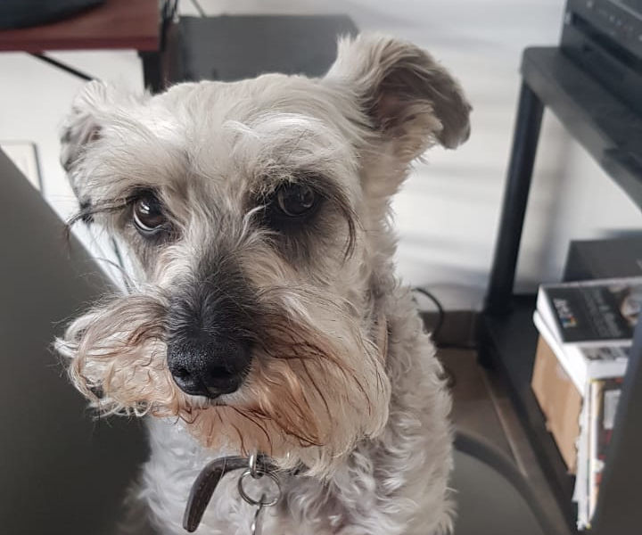 Todo acerca de los Schnauzer