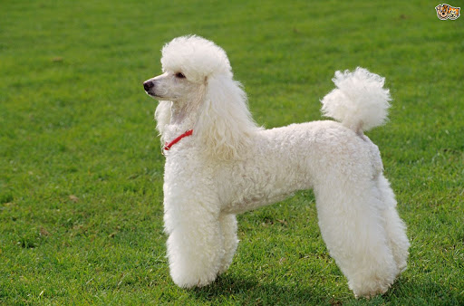 Perro Caniche (French Poodle).