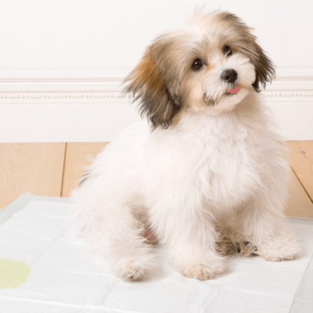 Control de esfínteres en un cachorro.