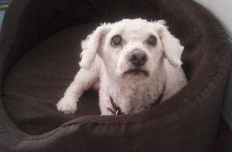 El envejecimiento en los perros.