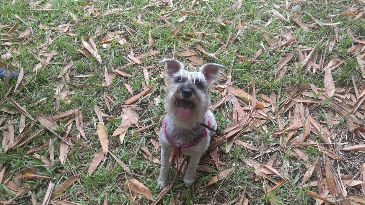 Un perro afortunado llamado Lady.