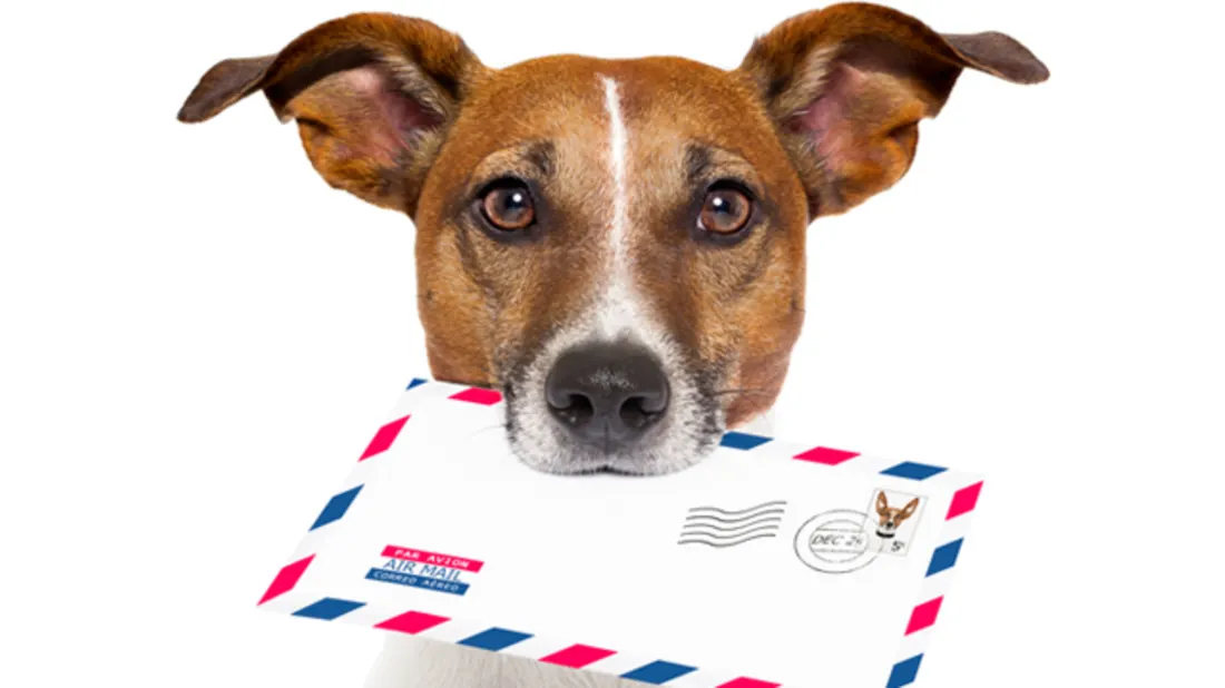 Carta de un perro a su mejor amigo.