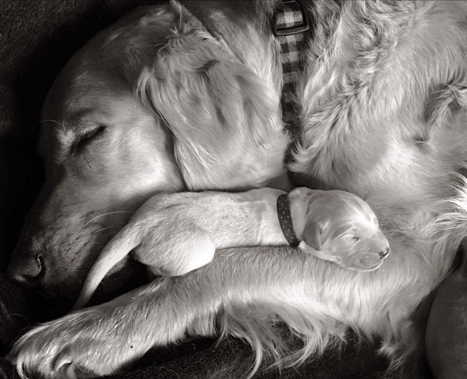 El desarrollo de un cachorro.