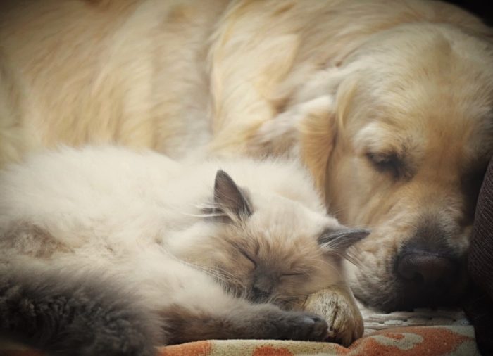 ¿Pueden llevarse bien los perros y gatos?