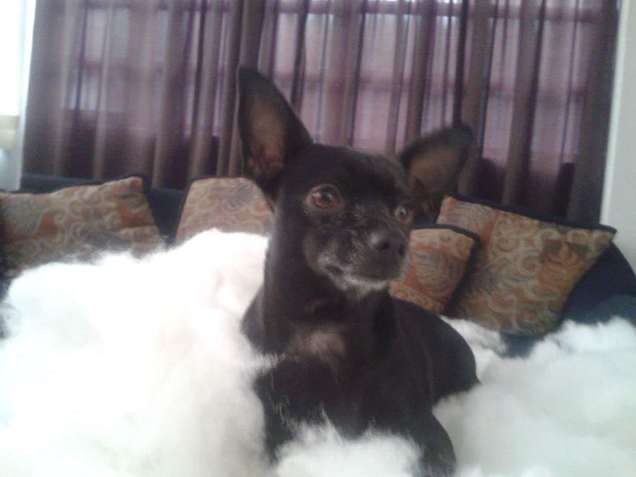 El amor incondicional de un perro.