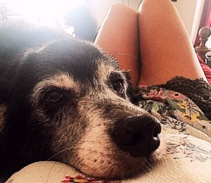 ¿Saben los animales cuándo van a partir?