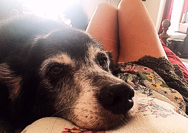 ¿Saben los animales cuándo van a partir?