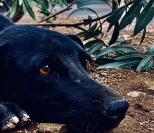 El síndrome del perro negro