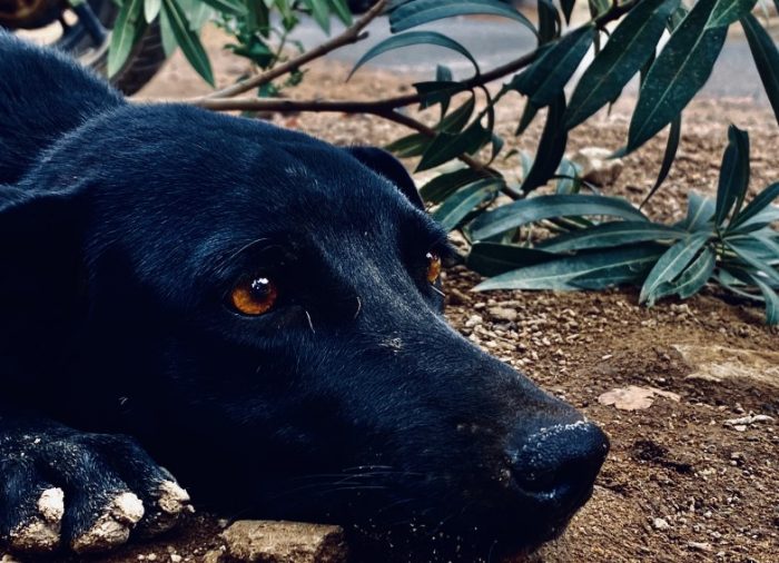 El síndrome del perro negro