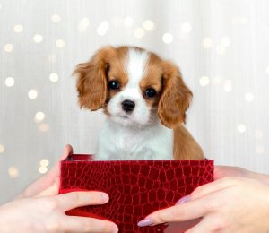 Los animales no son regalos de Navidad.