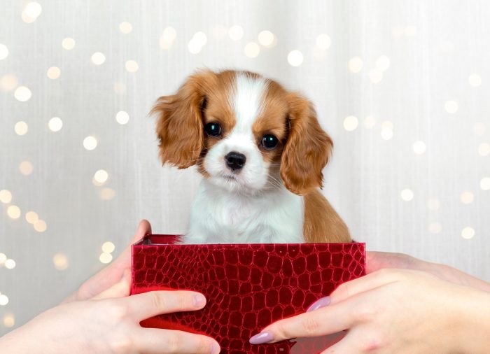 Los animales no son regalos de Navidad.