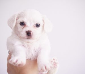 La prueba de Campbell