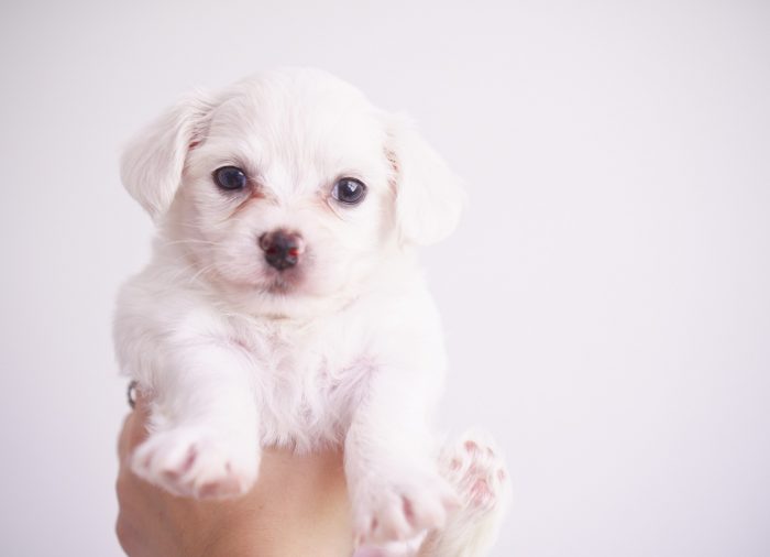 La prueba de Campbell